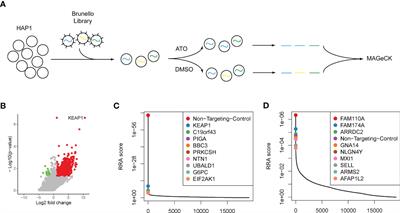 The genomic landscape of sensitivity to arsenic trioxide uncovered by genome-wide CRISPR-Cas9 screening